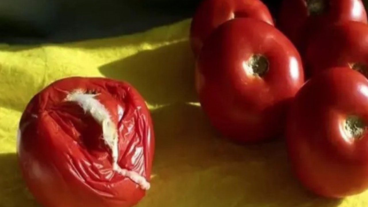 Foto - Bozulmuşu bile faydalı: Çürüyen domatesleri sakın çöpe atmayın!