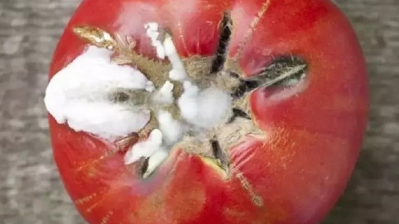 Foto - Bozulmuşu bile faydalı: Çürüyen domatesleri sakın çöpe atmayın!