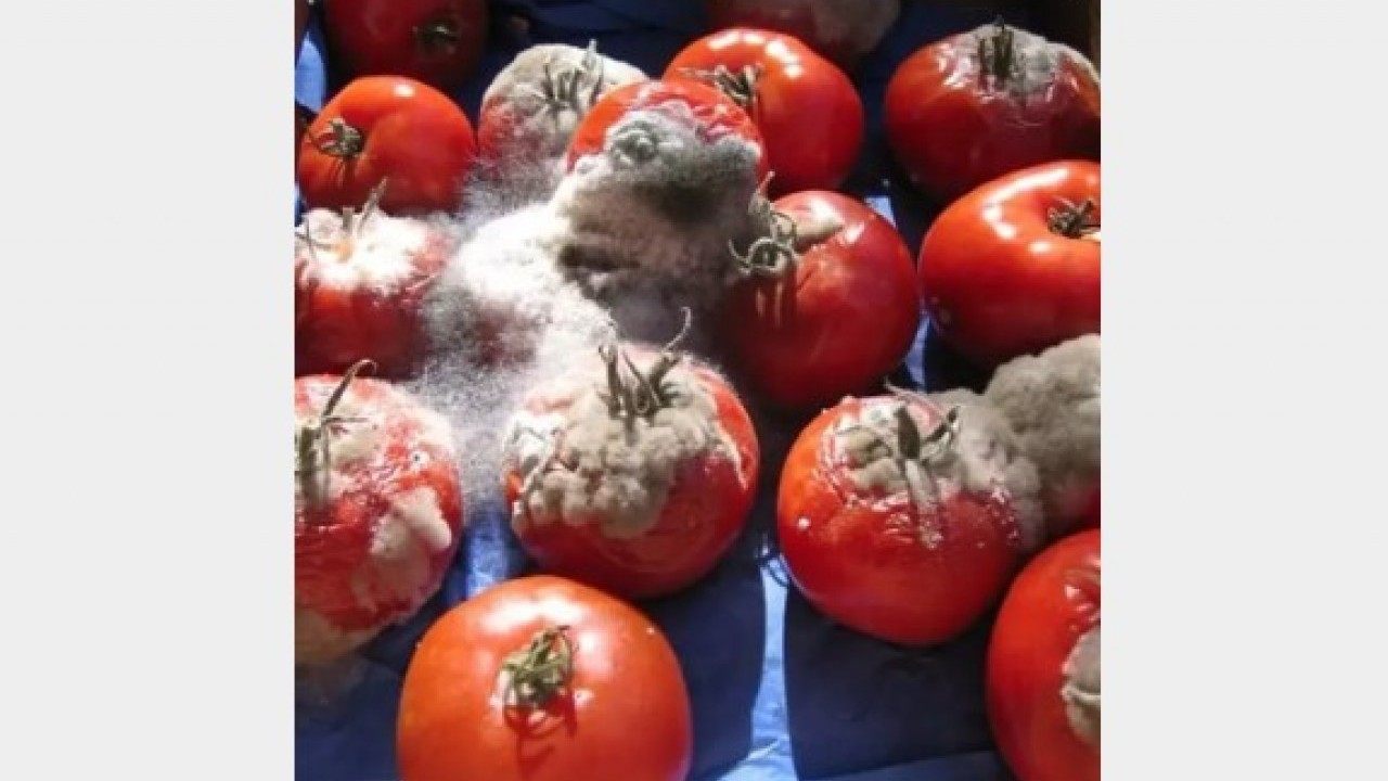 Foto - Bozulmuşu bile faydalı: Çürüyen domatesleri sakın çöpe atmayın!