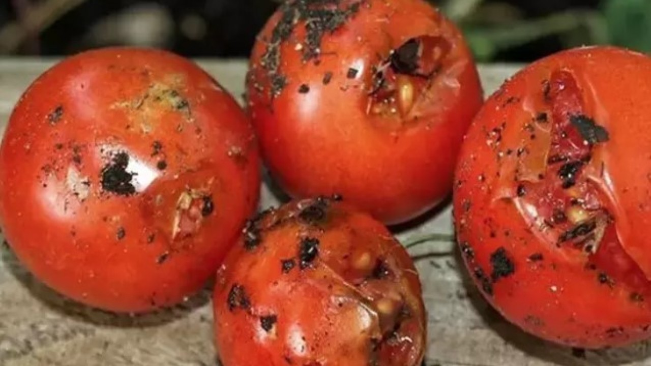 Foto - Bozulmuşu bile faydalı: Çürüyen domatesleri sakın çöpe atmayın!