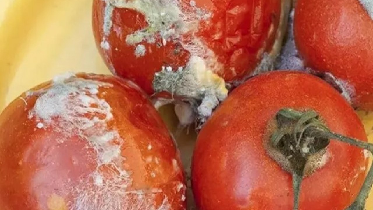 Foto - Bozulmuşu bile faydalı: Çürüyen domatesleri sakın çöpe atmayın!