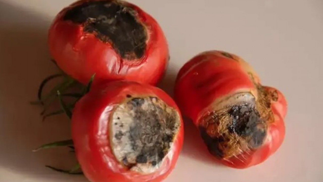 Foto - Bozulmuşu bile faydalı: Çürüyen domatesleri sakın çöpe atmayın!