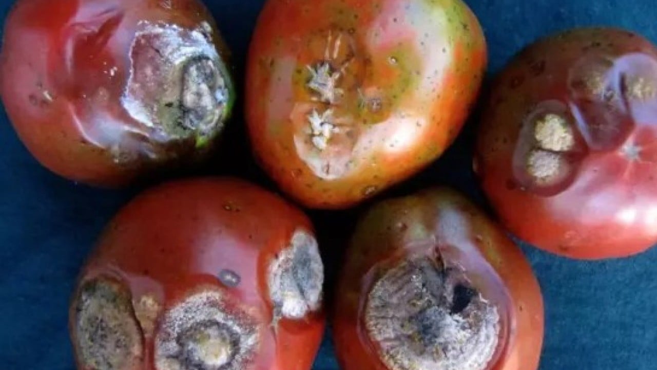 Foto - Bozulmuşu bile faydalı: Çürüyen domatesleri sakın çöpe atmayın!