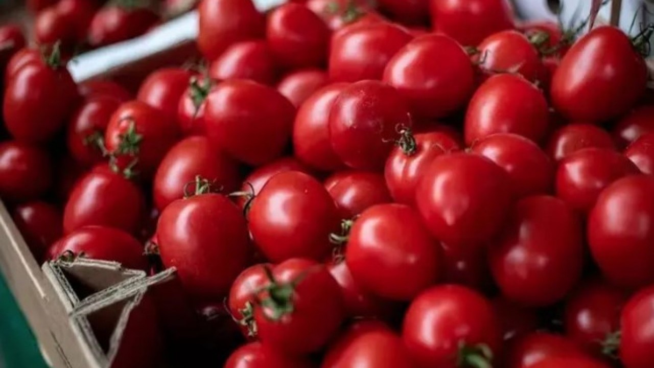 Foto - Bozulmuşu bile faydalı: Çürüyen domatesleri sakın çöpe atmayın!