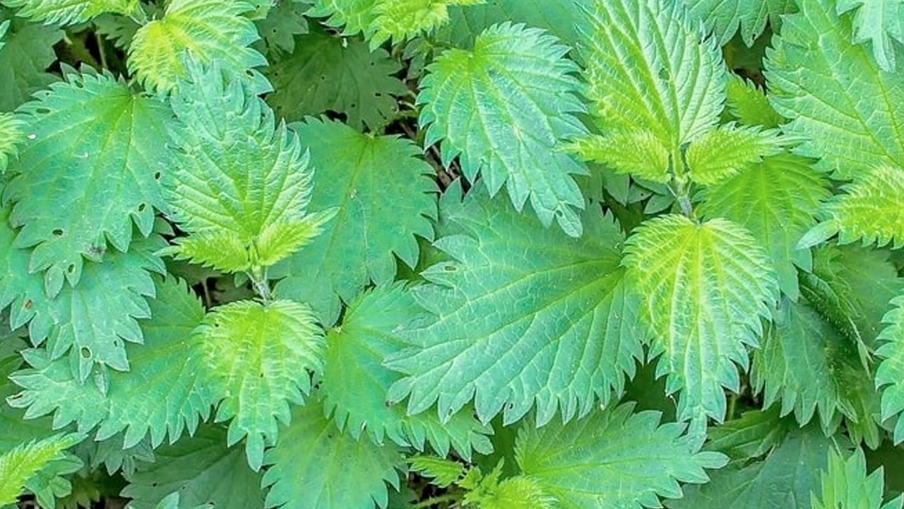 Foto - Bu 3 besini tüketen 100 yaşını görüyor! İbn-i Sina 1000 yıl önce önerdi!