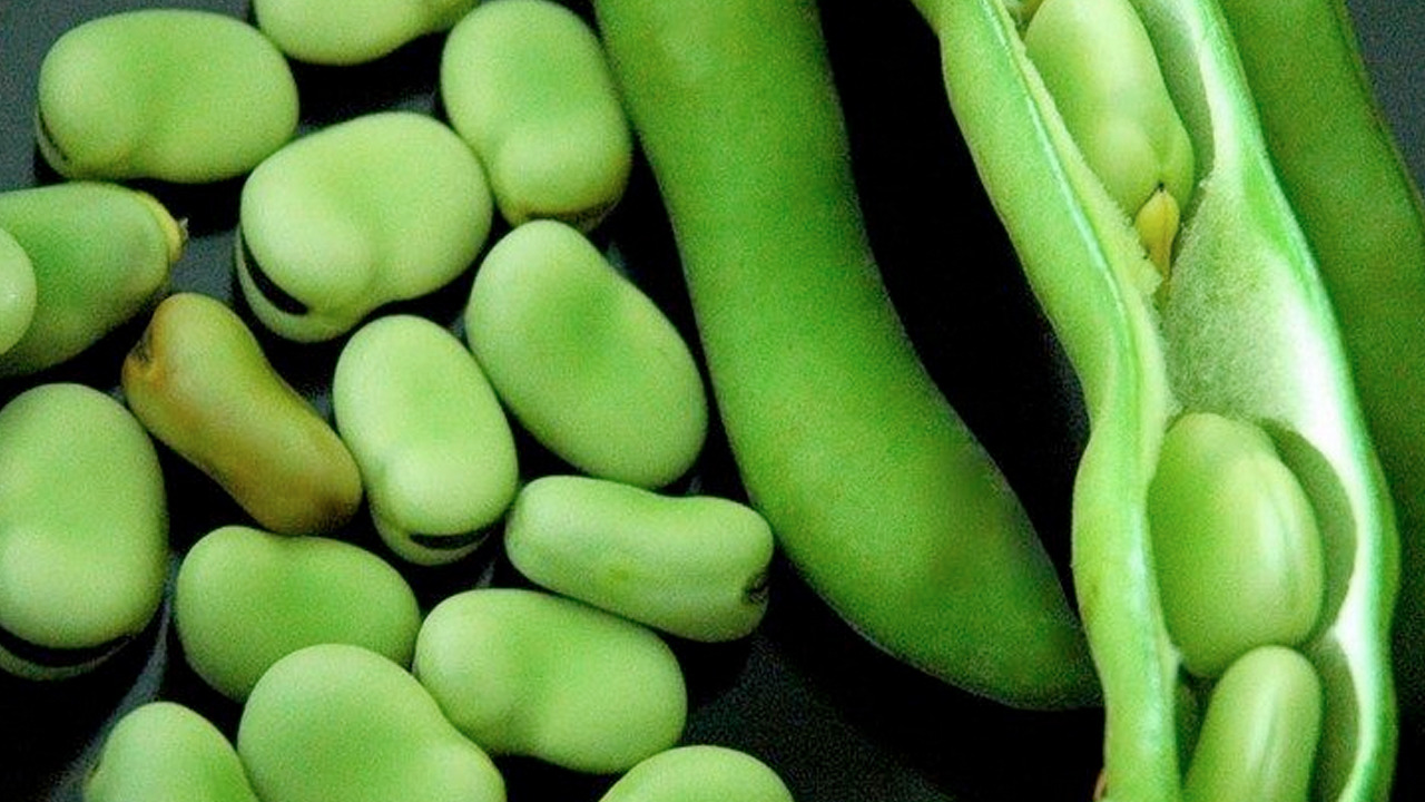 Foto - Bu 3 besini tüketen 100 yaşını görüyor! İbn-i Sina 1000 yıl önce önerdi!