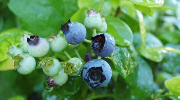 Foto - Bu 30 gıdaya dikkat, herkes tüketmeli