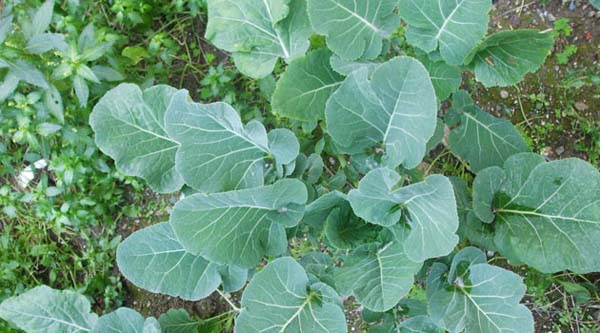 Foto - Bu 30 gıdaya dikkat, herkes tüketmeli