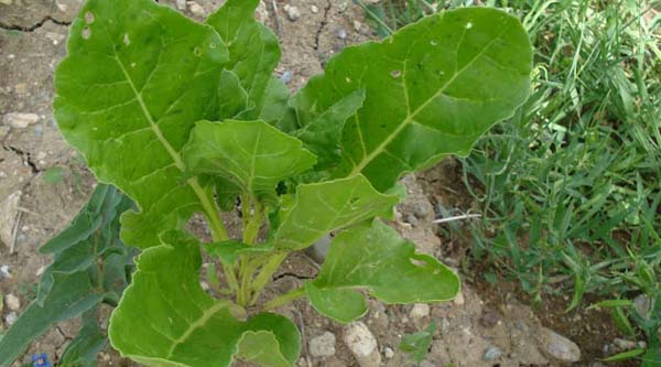 Foto - Bu 30 gıdaya dikkat, herkes tüketmeli