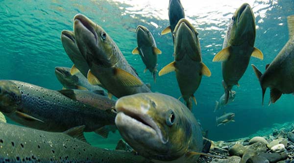 Foto - Bu 30 gıdaya dikkat, herkes tüketmeli