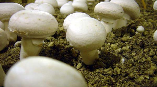 Bu 30 gıdaya dikkat, herkes tüketmeli