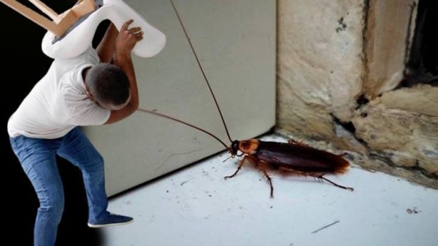 Foto - Bu 5 eşya, hamamböceklerini evinize mıknatıs gibi çekiyor! Bir dakika bile beklemeyin, onlardan hemen kurtulun