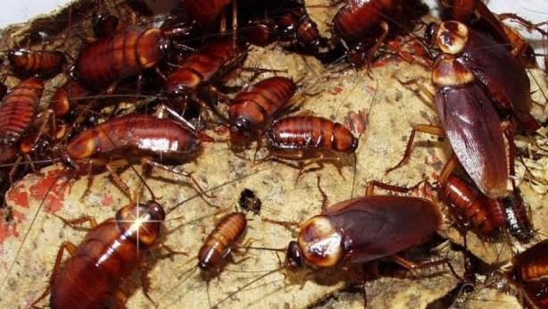 Foto - Bu 5 eşya, hamamböceklerini evinize mıknatıs gibi çekiyor! Bir dakika bile beklemeyin, onlardan hemen kurtulun
