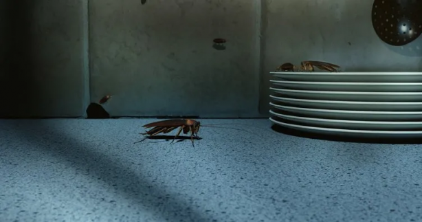 Foto - Bu 5 eşya, hamamböceklerini evinize mıknatıs gibi çekiyor! Bir dakika bile beklemeyin, onlardan hemen kurtulun