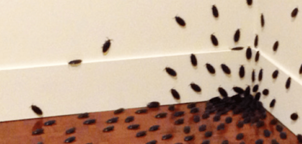 Foto - Bu 5 eşya, hamamböceklerini evinize mıknatıs gibi çekiyor! Bir dakika bile beklemeyin, onlardan hemen kurtulun