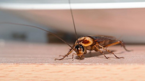 Foto - Bu 5 eşya, hamamböceklerini evinize mıknatıs gibi çekiyor! Bir dakika bile beklemeyin, onlardan hemen kurtulun