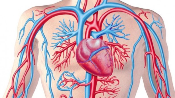 Foto - Bu 8 şey kalp damarlarını tıkıyor!