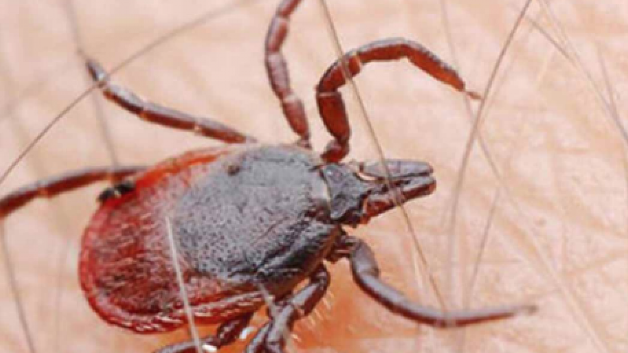 Bu açıklama O illerimiz için önlem demek! Yoğun yağışla geçen kış mevsimi kene popülasyonunu...