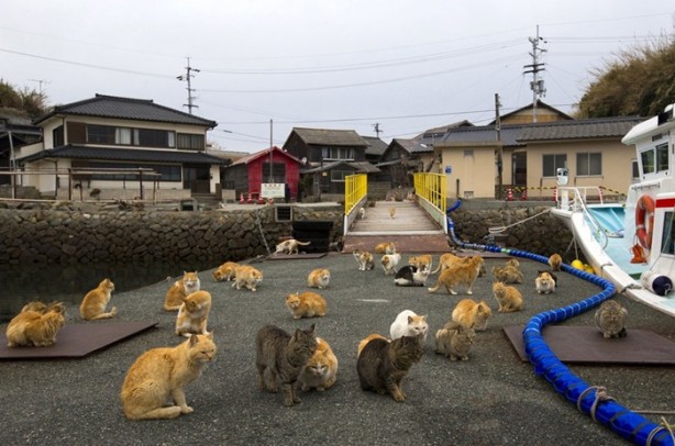 Foto - Bu adada insanlar azınlık konumunda