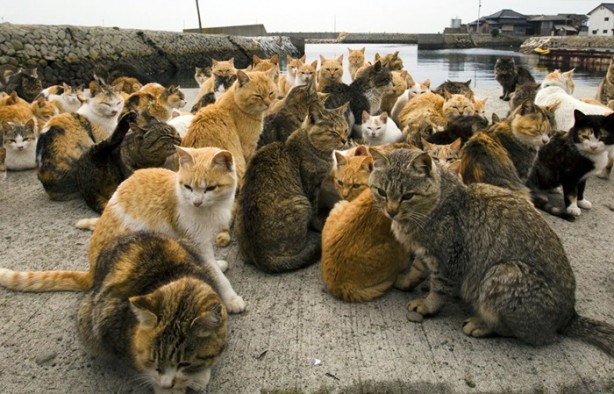 Foto - Bu adada insanlar azınlık konumunda