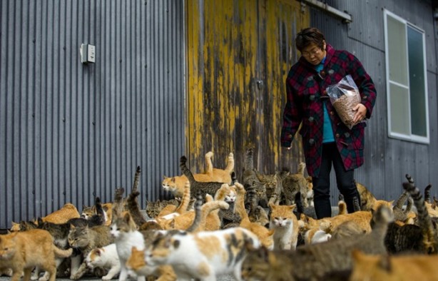 Foto - Bu adada insanlar azınlık konumunda