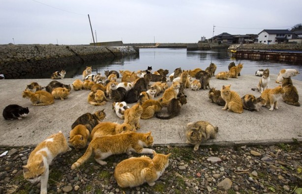 Foto - Bu adada insanlar azınlık konumunda