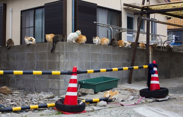 Foto - Bu adada insanlar azınlık konumunda