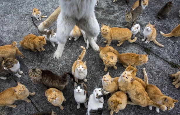 Foto - Bu adada insanlar azınlık konumunda