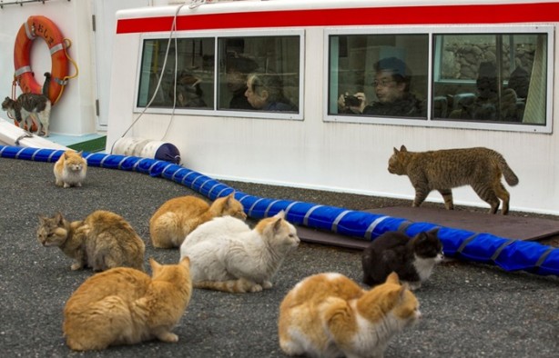 Foto - Bu adada insanlar azınlık konumunda