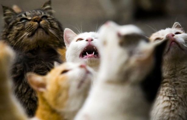 Foto - Bu adada insanlar azınlık konumunda