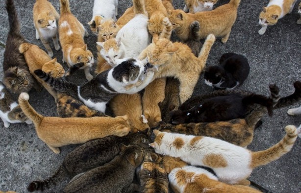 Foto - Bu adada insanlar azınlık konumunda