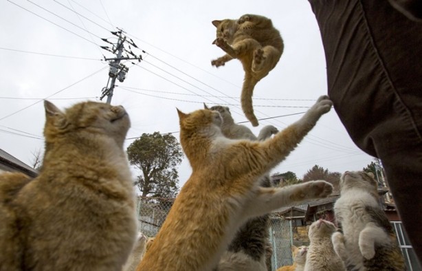 Foto - Bu adada insanlar azınlık konumunda