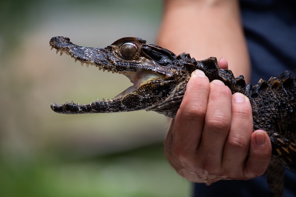 Bu adam timsahları evinde besliyor!