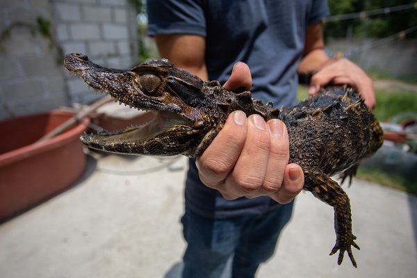 Foto - Bu adam timsahları evinde besliyor!