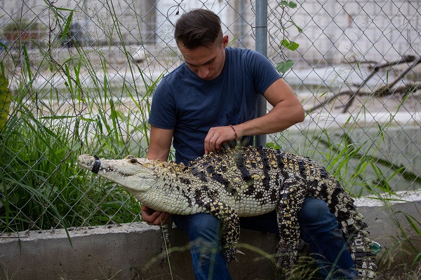 Foto - Bu adam timsahları evinde besliyor!