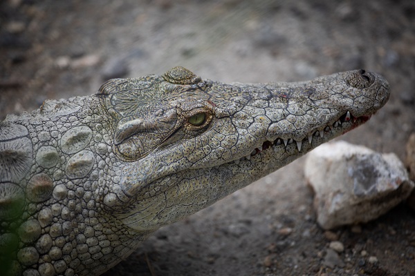 Foto - Bu adam timsahları evinde besliyor!