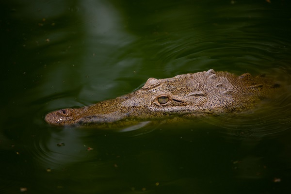 Foto - Bu adam timsahları evinde besliyor!