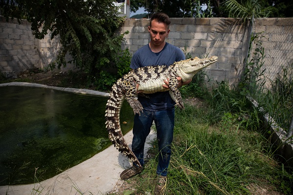 Foto - Bu adam timsahları evinde besliyor!