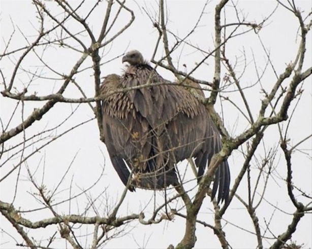 Foto - Bu adama hayran olacaksınız