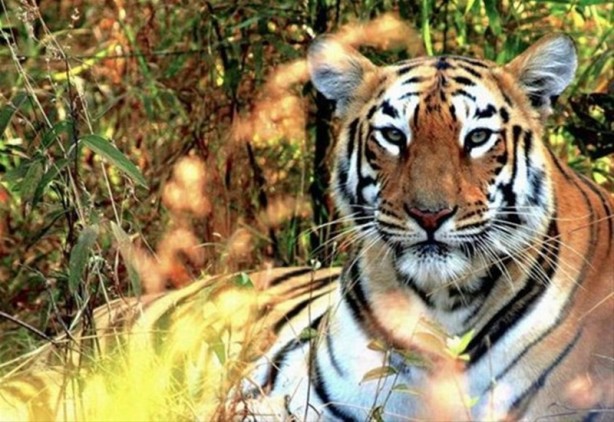 Foto - Bu adama hayran olacaksınız