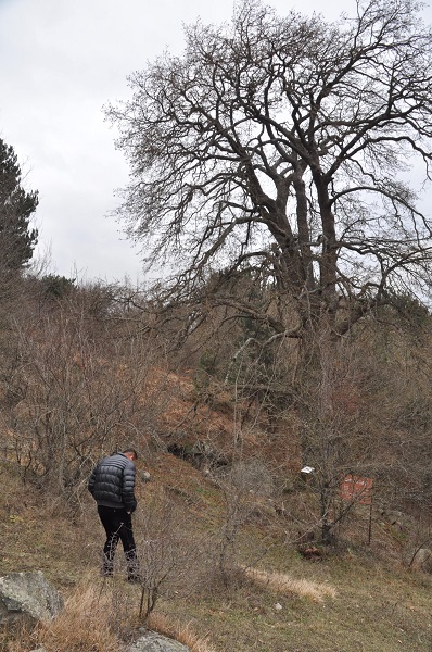 Foto - Bu ağaç 558 yıldır fındık veriyor