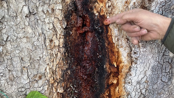 Bu ağaç bin yıldır ayakta