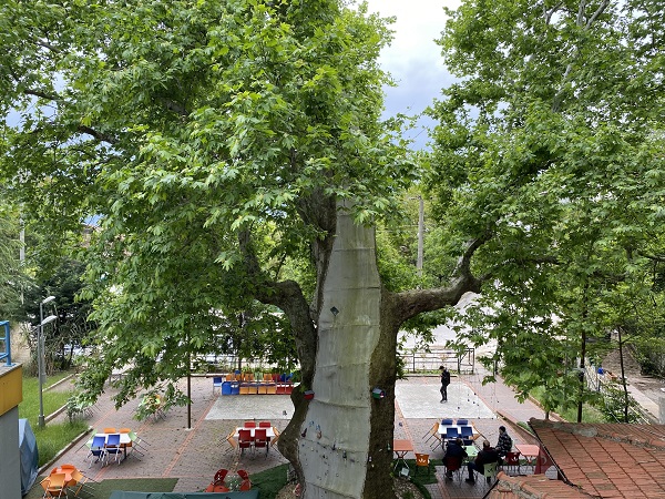 Foto - Bu ağaç bin yıldır ayakta