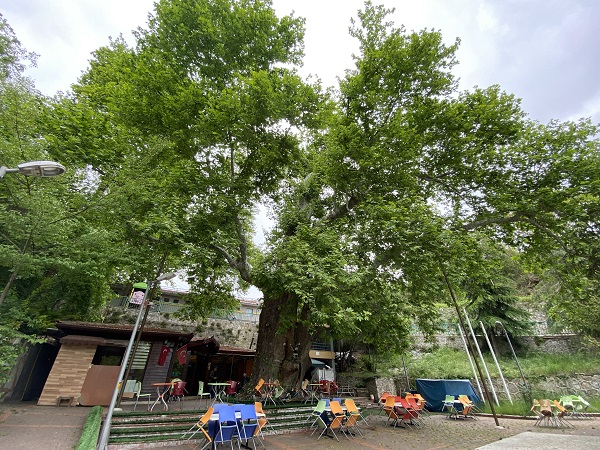 Foto - Bu ağaç bin yıldır ayakta