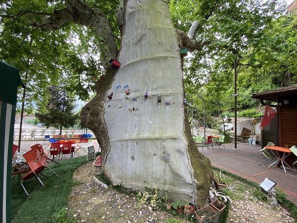 Foto - Bu ağaç bin yıldır ayakta