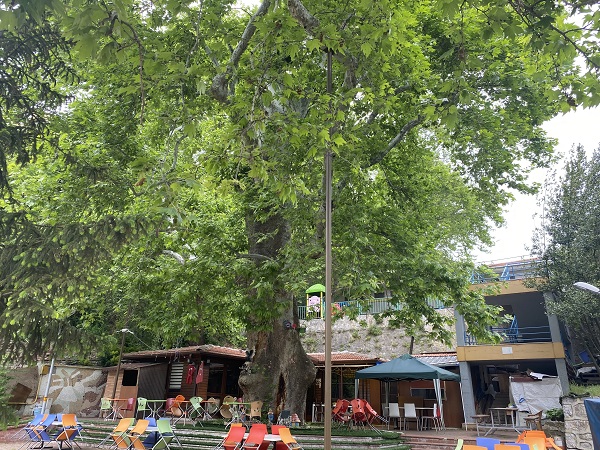 Foto - Bu ağaç bin yıldır ayakta