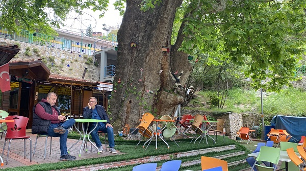 Foto - Bu ağaç bin yıldır ayakta