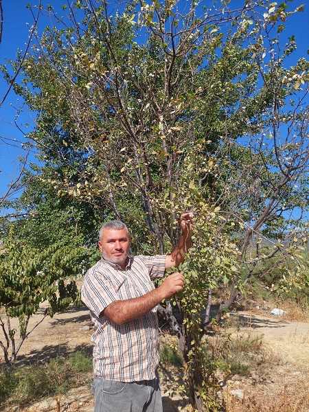Foto - Bu ağaç herkesi şaşkına uğrattı