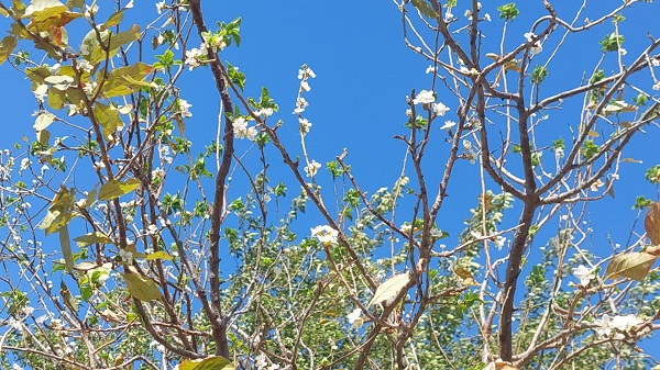 Foto - Bu ağaç herkesi şaşkına uğrattı
