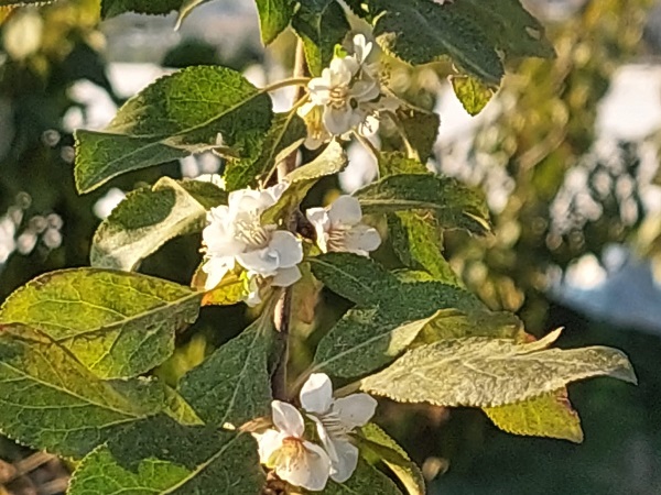Bu ağaç herkesi şaşkına uğrattı